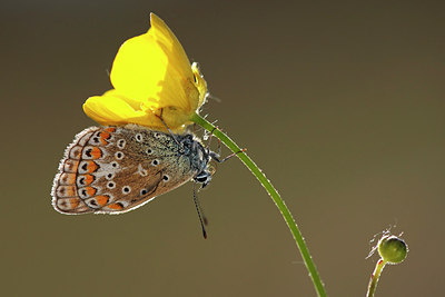 BUITEN BEELD Foto: 146131