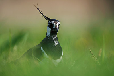 BUITEN BEELD Foto: 146139