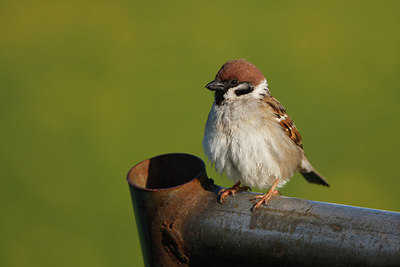 BUITEN BEELD Foto: 146155