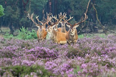 BUITEN BEELD Foto: 146171