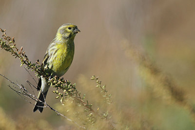 BUITEN BEELD Foto: 146182