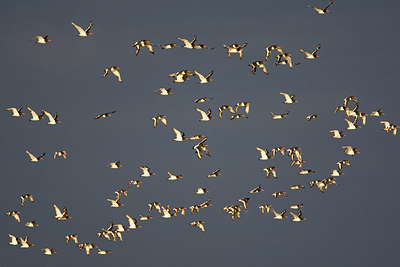 BUITEN BEELD Foto: 146195