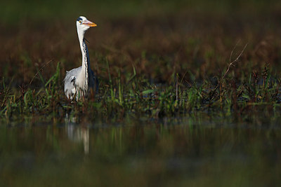 BUITEN BEELD Foto: 146207