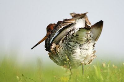 BUITEN BEELD Foto: 146214