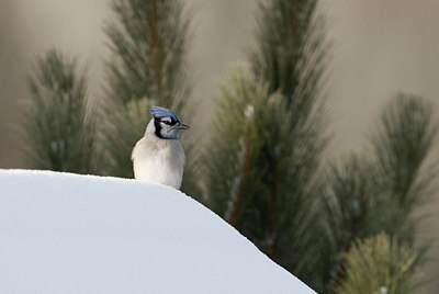 BUITEN BEELD Foto: 146251