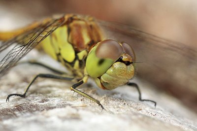 BUITEN BEELD Foto: 146272