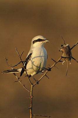 BUITEN BEELD Foto: 146306