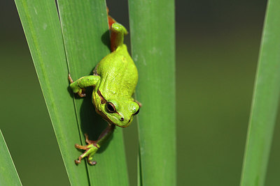 BUITEN BEELD Foto: 146320