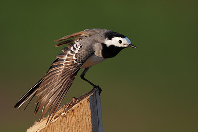 BUITEN BEELD Foto: 146330