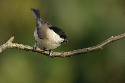 BUITEN BEELD Foto: 146345