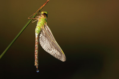 BUITEN BEELD Foto: 146355