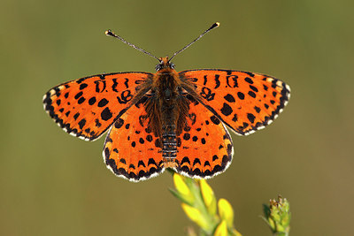 BUITEN BEELD Foto: 146356