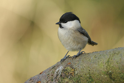 BUITEN BEELD Foto: 146360