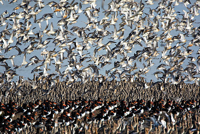 BUITEN BEELD Foto: 146392