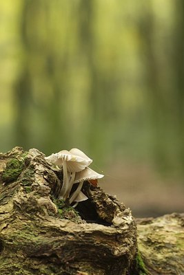 BUITEN BEELD Foto: 146432