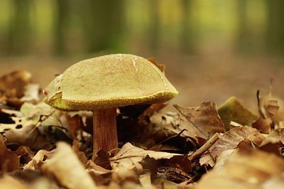 BUITEN BEELD Foto: 146436