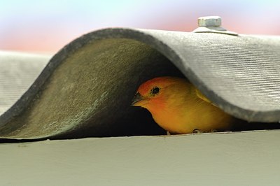 BUITEN BEELD Foto: 146529