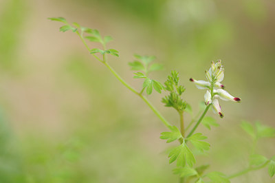 BUITEN BEELD Foto: 146530