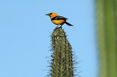 BUITEN BEELD Foto: 146532