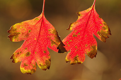 BUITEN BEELD Foto: 146555