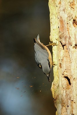 BUITEN BEELD Foto: 146577