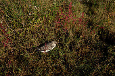 BUITEN BEELD Foto: 146582