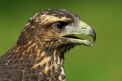 BUITEN BEELD Foto: 146588