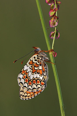 BUITEN BEELD Foto: 146609