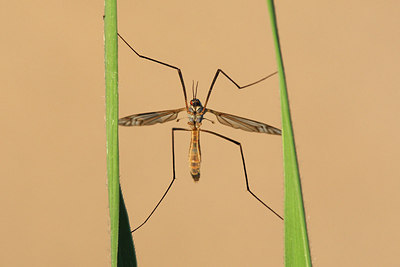 BUITEN BEELD Foto: 146611
