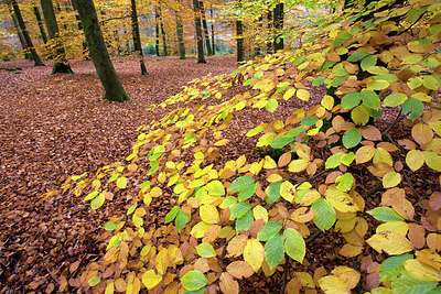 BUITEN BEELD Foto: 146615