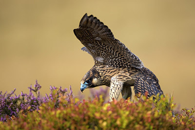 BUITEN BEELD Foto: 146619