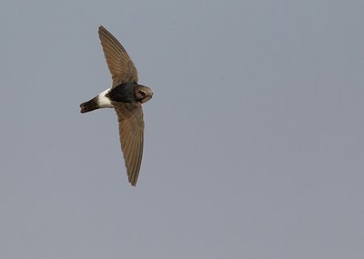 BUITEN BEELD Foto: 146659