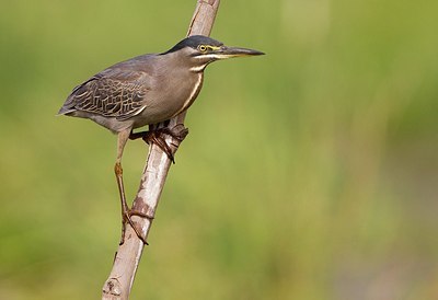 BUITEN BEELD Foto: 146664