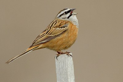 BUITEN BEELD Foto: 146677