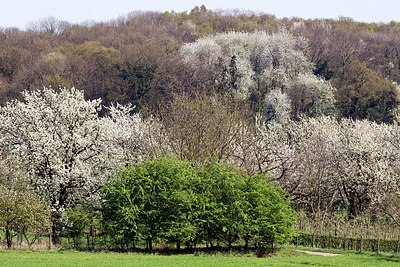 BUITEN BEELD Foto: 146692