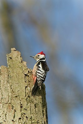 BUITEN BEELD Foto: 146712