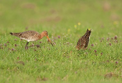 BUITEN BEELD Foto: 146713