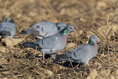 BUITEN BEELD Foto: 146715