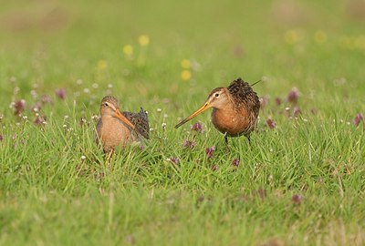 BUITEN BEELD Foto: 146716