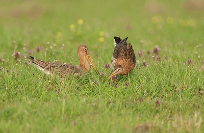 BUITEN BEELD Foto: 146718