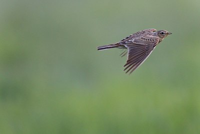 BUITEN BEELD Foto: 146723