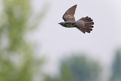 BUITEN BEELD Foto: 146727