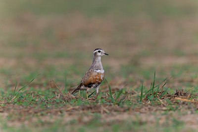 BUITEN BEELD Foto: 146736