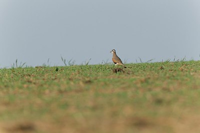 BUITEN BEELD Foto: 146738