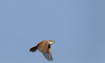 BUITEN BEELD Foto: 146743