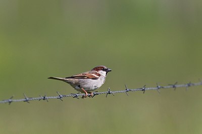 BUITEN BEELD Foto: 146745