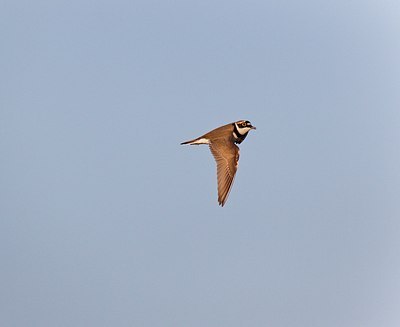 BUITEN BEELD Foto: 146746