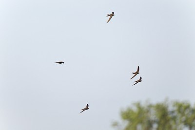 BUITEN BEELD Foto: 146750