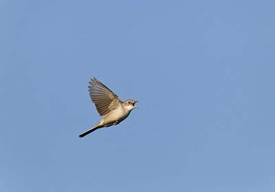 BUITEN BEELD Foto: 146752