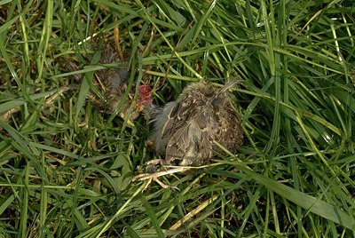 BUITEN BEELD Foto: 146755